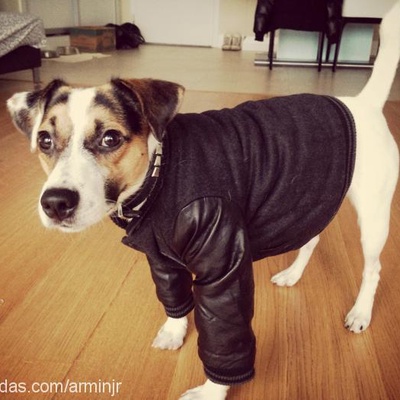 arminjunior Erkek Jack Russell Terrier