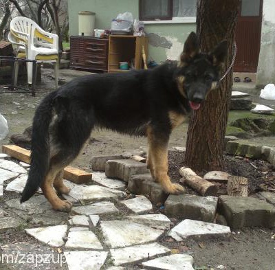 venüs Dişi Alman Çoban Köpeği