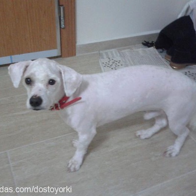 lucky Erkek West Highland White Terrier