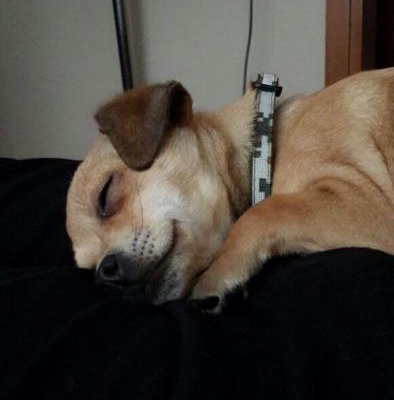 happy Erkek Chihuahua