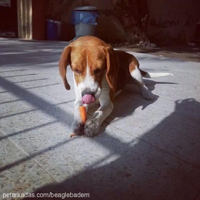 badem Dişi Beagle