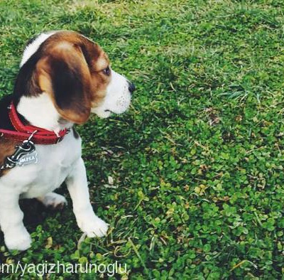 marla Dişi Beagle