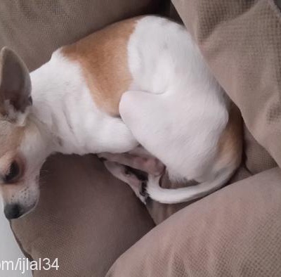 oscar Erkek Chihuahua