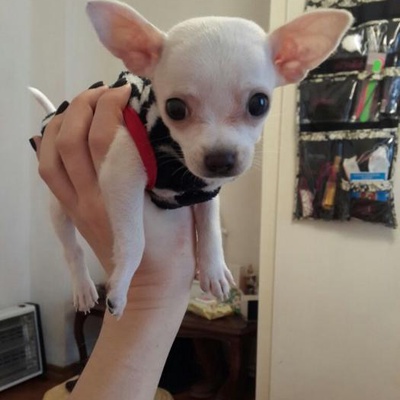 hermes Erkek Chihuahua