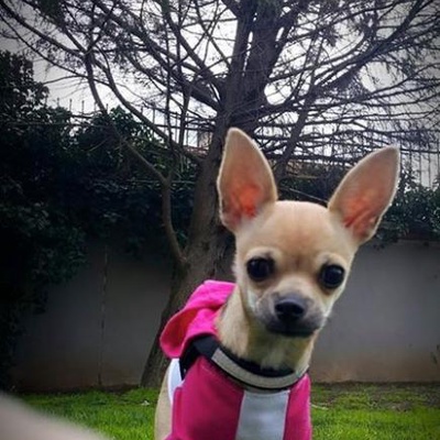 macho Erkek Chihuahua