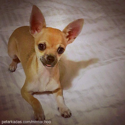 macho Erkek Chihuahua