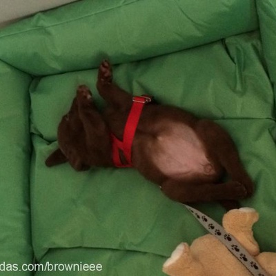 brownie Dişi Labrador Retriever