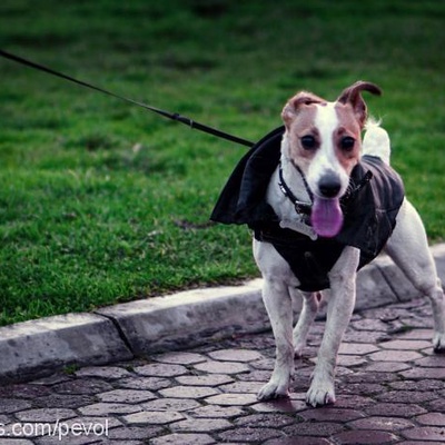 molly Dişi Jack Russell Terrier