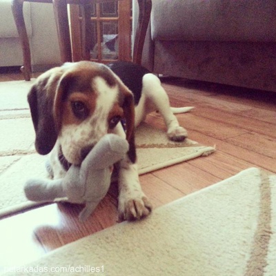 achil Erkek Beagle