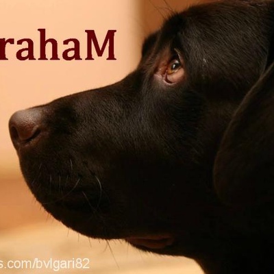 abraham Erkek Labrador Retriever