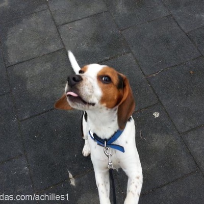 achil Erkek Beagle