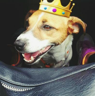 queen Dişi Jack Russell Terrier