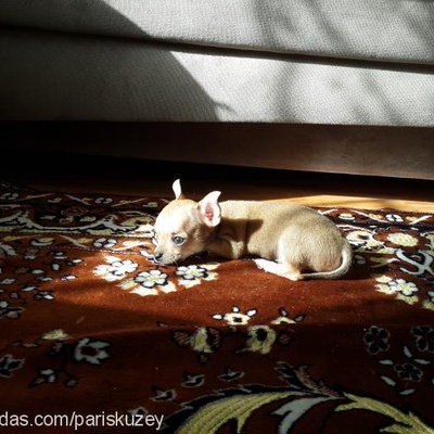 paşa Erkek Chihuahua