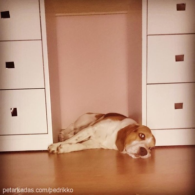 pedro Erkek Beagle