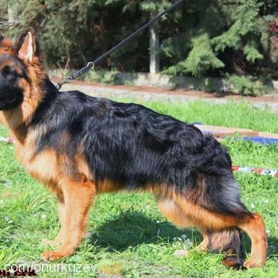 leon Erkek Alman Çoban Köpeği