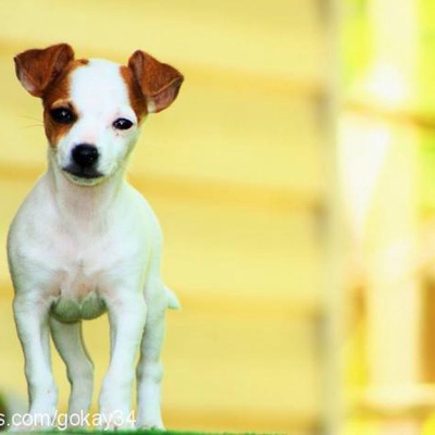 lili Dişi Jack Russell Terrier
