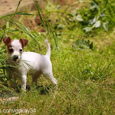 lili Dişi Jack Russell Terrier