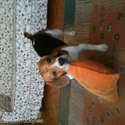 rocky Erkek Beagle