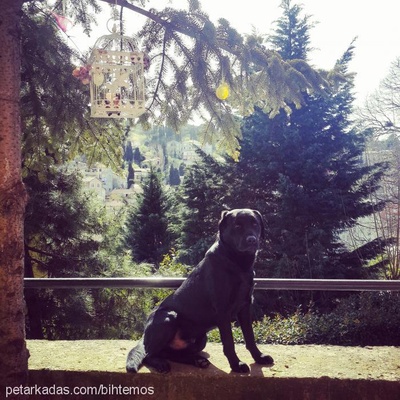 rocco Erkek Labrador Retriever