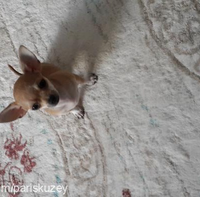 paşa Erkek Chihuahua