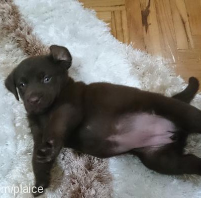 waffle Dişi Labrador Retriever