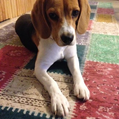 coni Erkek Beagle