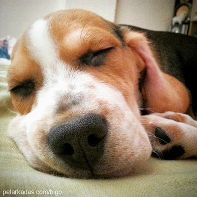 bİgo Erkek Beagle