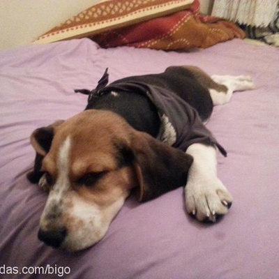 bİgo Erkek Beagle