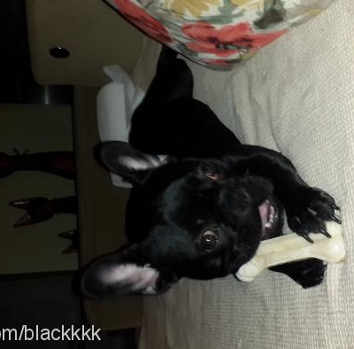 black Erkek Fransız Bulldog