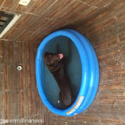 Çamur Erkek Labrador Retriever