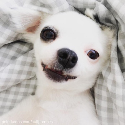 pnut Erkek Chihuahua
