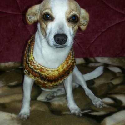lady Dişi Chihuahua