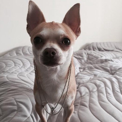 baileys Erkek Chihuahua