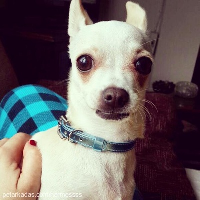 hermes Erkek Chihuahua