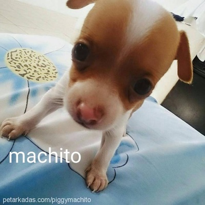 machito Erkek Chihuahua
