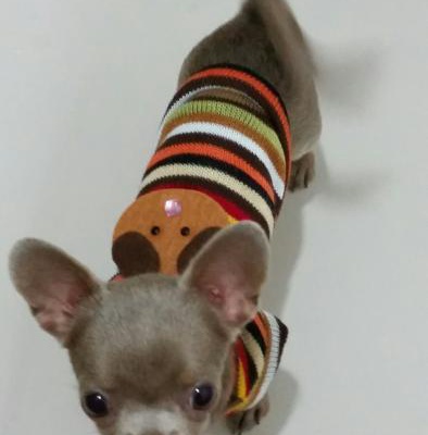 lokum Erkek Chihuahua