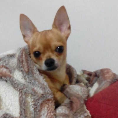 weiser Erkek Chihuahua