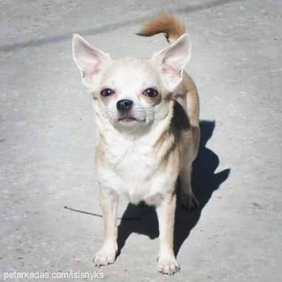 mia Dişi Chihuahua