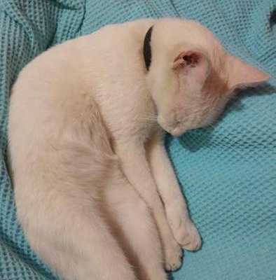 beyazıt Erkek Ankara Kedisi (Angora)