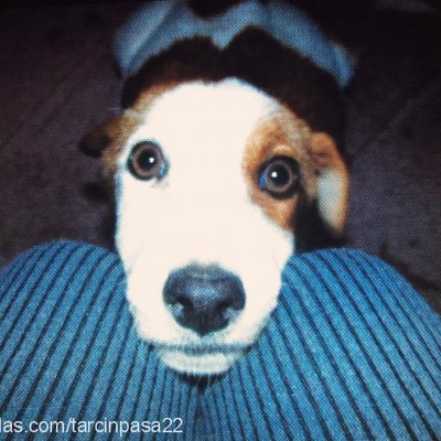 tarçınpaşa Erkek Jack Russell Terrier