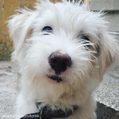 mişa Dişi West Highland White Terrier
