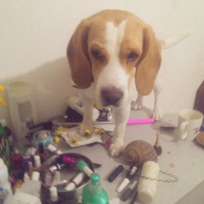 tito Erkek Beagle