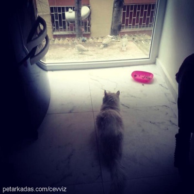 sütoğlan Erkek Ankara Kedisi (Angora)