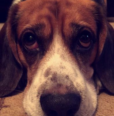 lucky Erkek Beagle