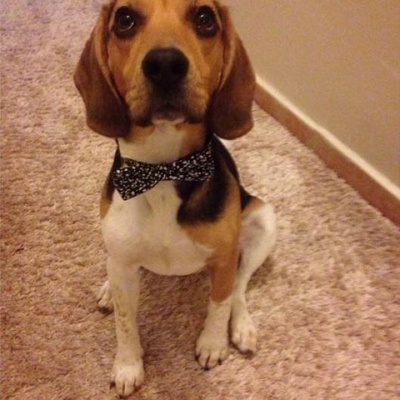 oddy Erkek Beagle