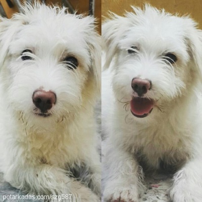 mişa Dişi West Highland White Terrier