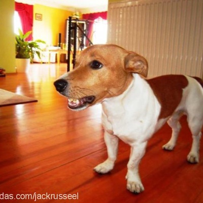 bobo Erkek Jack Russell Terrier