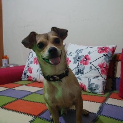 happy Erkek Chihuahua