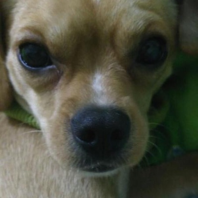 demir Erkek Chihuahua