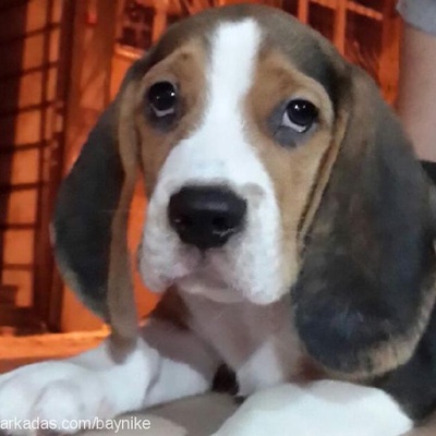 nike Erkek Beagle